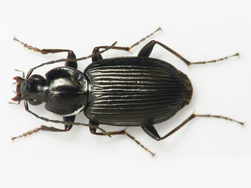 Carabidae Latreille, 1802